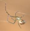 Leucauge dromedaria